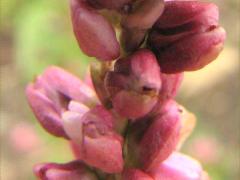 (Pennsylvania Knotweed) inflorescence