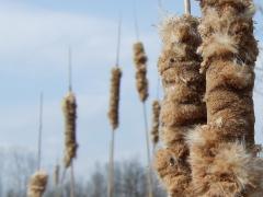 (Narrow-Leaved Cattail) fruits