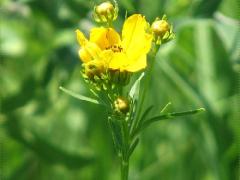 (Prairie Coreopsis)