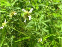 (White Avens)