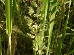 (Reed Canary Grass)