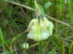 (Wild Garlic) bud