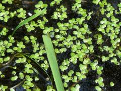 (Lesser Duckweed)