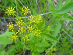 (Golden Alexanders)