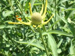 (Yellow Coneflower)