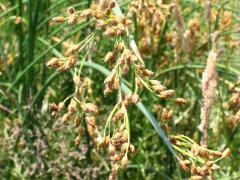 (Rufous Bulrush)