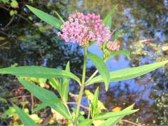 (Swamp Milkweed)