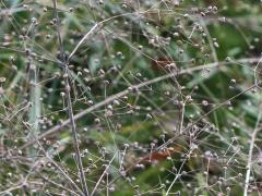 (Common Water Plantain) fruit