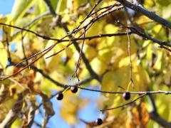 (Hackberry) fruit