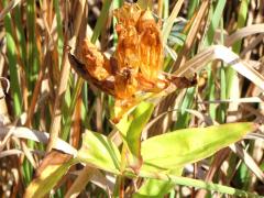 (Cream Gentian)