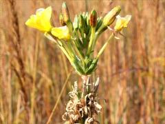 (Common Evening Primrose)