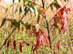 (Staghorn Sumac)