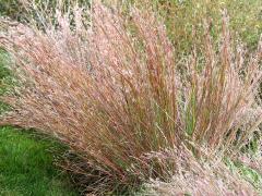 (Little Bluestem)