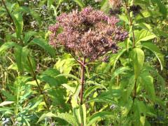 (Spotted Joe Pye Weed)