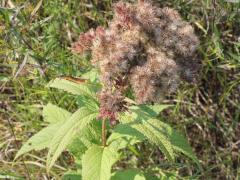 (Purple Joe Pye Weed) fruit