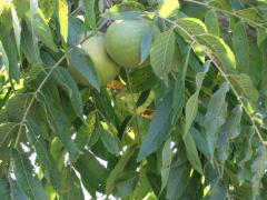 (Black Walnut) fruit