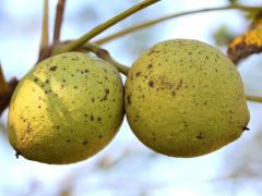 (Black Walnut) fruits