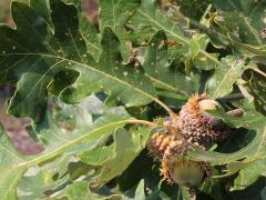 (Bur Oak) fruit