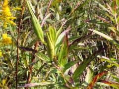 (Swamp Milkweed) fruit