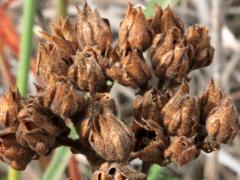 (Prairie Cinquefoil) fruit