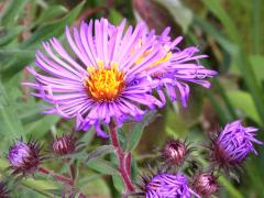 (New England Aster)