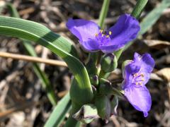 (Common Spiderwort)