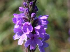 (Hoary Vervain) flowers