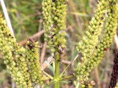 (Culver's Root) fruit