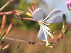 (Biennial Gaura) flower