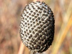 (Yellow Coneflower) fruit