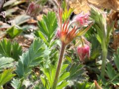 (Prairie Smoke)