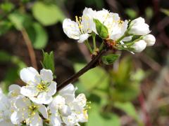 (Crab Apple)