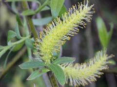 (White Willow) flowers