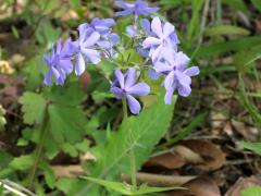 (Woodland Phlox)