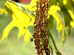 (Pin Oak) catkins