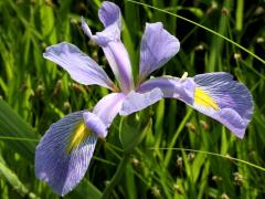 (Blue Flag Iris) shrevei