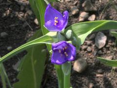 (Common Spiderwort)