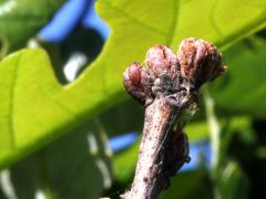 (White Oak) buds