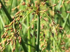 (Great Bulrush)