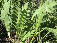 Prairie Dock hybrid on Compass Plant