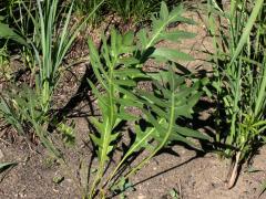 (Compass Plant)