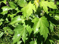 (Silver Maple)