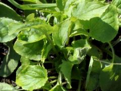 (Common Blue Violet) leaves