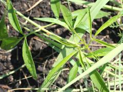 (Tall Coreopsis) seedling