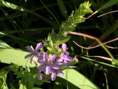 (Winged Loosestrife)