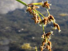 (Rufous Bulrush) flowers