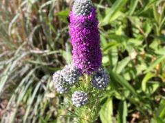 (Purple Prairie Clover)