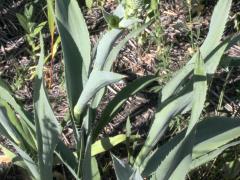 (Rattlesnake Master)