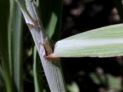 (Indian Grass) ligule