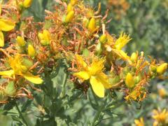 (St. John's Wort)